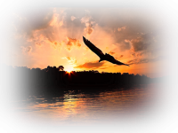 2680491_orig.png