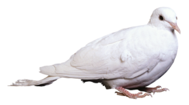 0_6b9cf_b47f4dc2_L.png