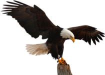 0_8c09e_5f7357a_L.png