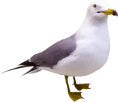 0_76b21_cc81b303_L.png