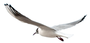 0_89c97_ce6ccbbd_L.png