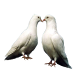 0_697a4_86515f78_L.png