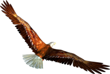0_703a1_e3834a03_L.png