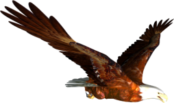0_703a2_e3794b6e_L.png