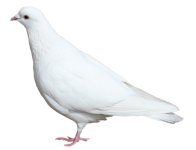 0_736de_501cdcb0_L.png