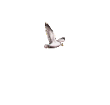 0_783b6_2063be68_L.gif