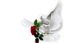 0_25625e_f8b05357_L.png.png