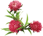 0_559d7_fe6219ed_S.png