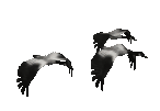 12ix0kii43.gif