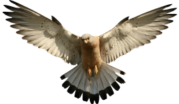 575f233d7b5081554ba1a841.png