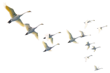 77813450_p.png