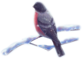animaux26_tine.png