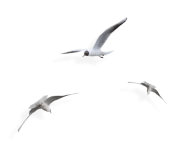 AQcutoI-Gibert3nXDJ1DnuL9Hw.png