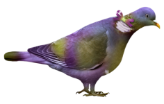 baykuspingleri85fzuf.png