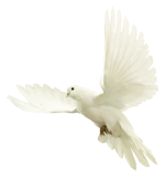 baykuspingleri364zlj.png
