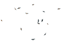 Bird-Download-PNG.png