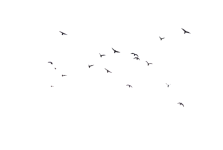 birds_07____png_stock_by_selunia_d9ejfo0.png