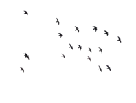 birds_08____png_stock_by_selunia_d9ejfy1.png