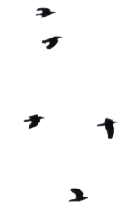 birds_one____png_stock_by_selunia_d4ymhoy.png