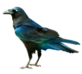 Birds_PNG-www.nisanboard_54.png