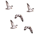 cofxagub.gif
