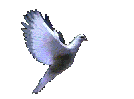 colombe.gif