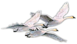 Ku-lar-PNG-Gozdeforum-Forumelele-Nil-103.png